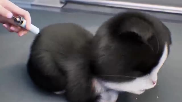 Kitten Match - A cat protect her son