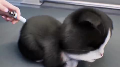 Kitten Match - A cat protect her son