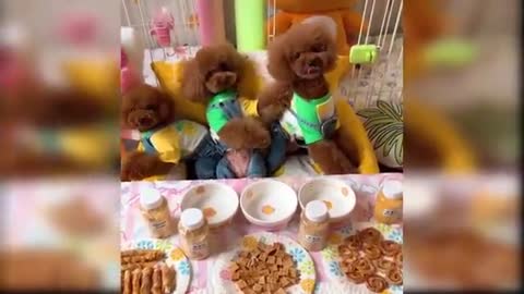 Cute baby dogs playing with food