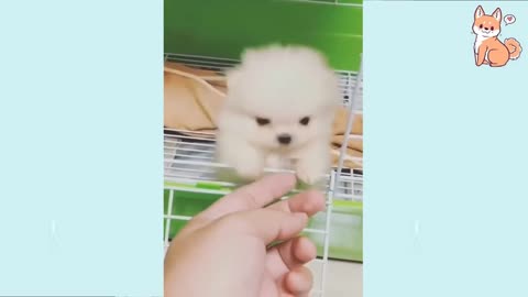 Cute Puppies 😍 Cute Funny and Smart Dogs Compilation #15Cute Buddy
