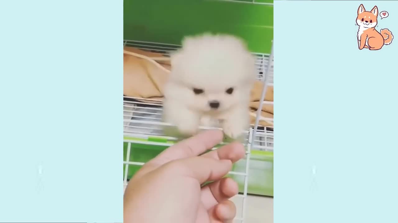 Cute Puppies 😍 Cute Funny and Smart Dogs Compilation #15Cute Buddy