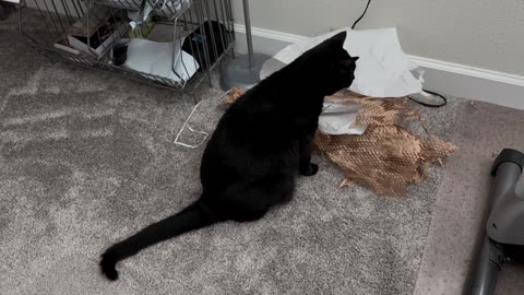 Cute Precious Piper Protects Her Packing Material Pile - Adopting a Cat from a Shelter Vlog