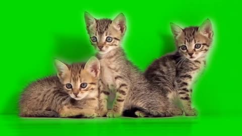 green screen animals _background green screen effects _ismailani