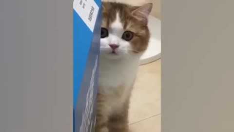 funny cats and dogs videos to make your day better