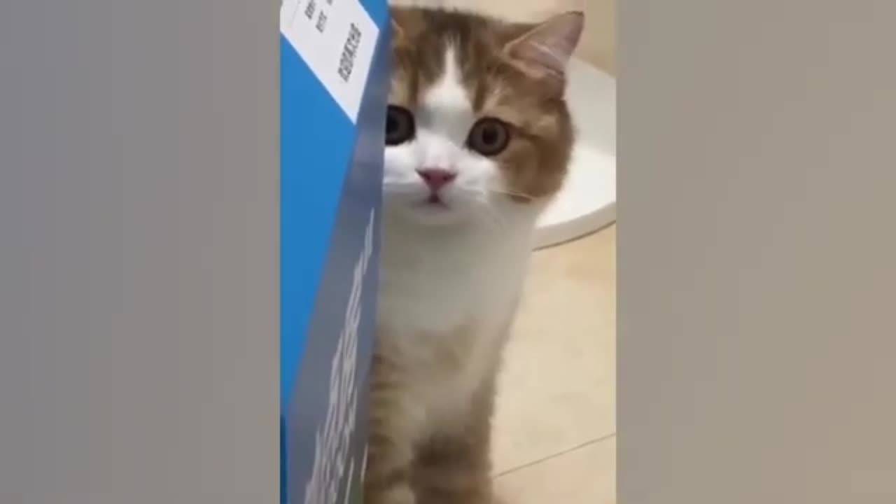 funny cats and dogs videos to make your day better