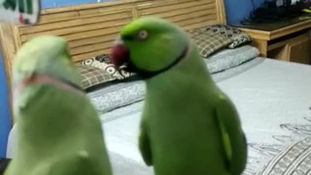 Aggressive Parrot in front of Mirror