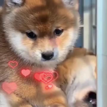 "Adorable Puppies That Will Melt Your Heart 💕"