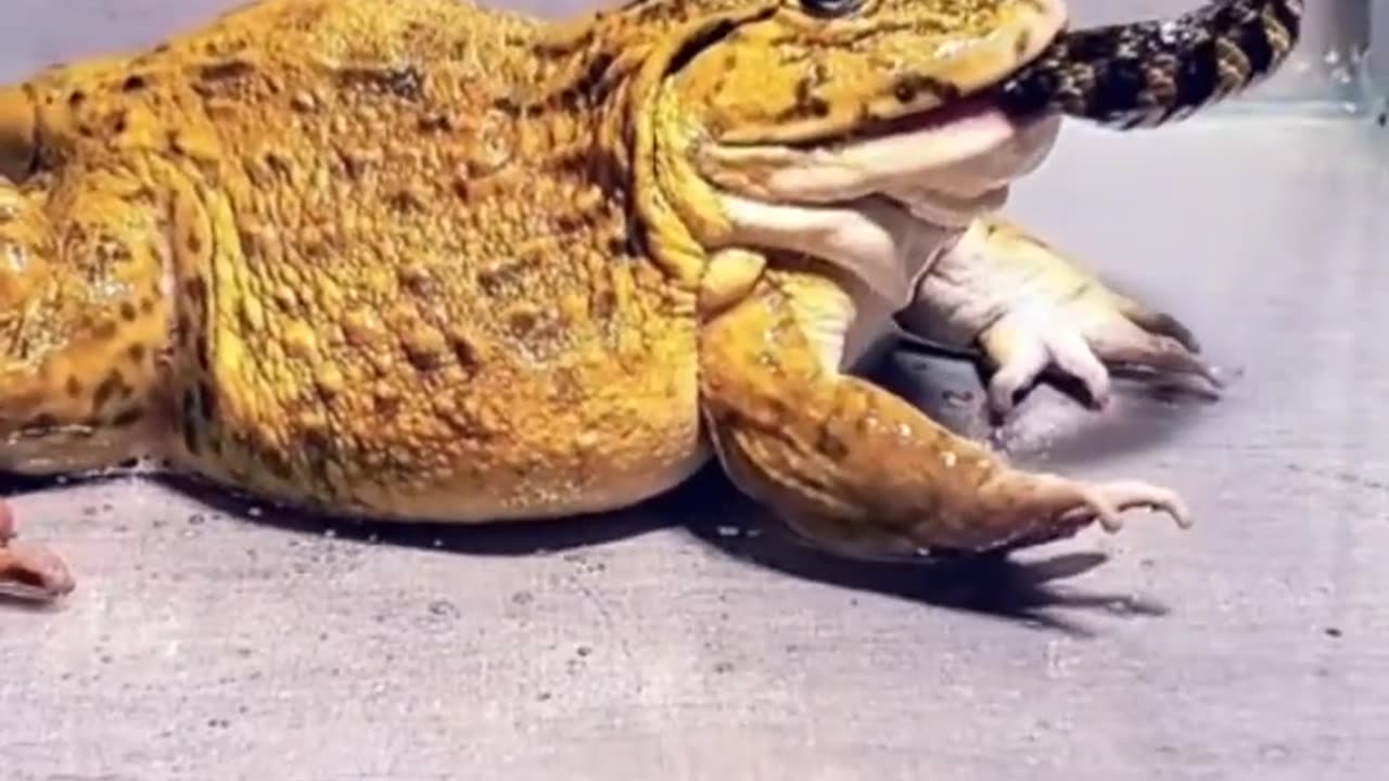 Frog and snake fight watch till end