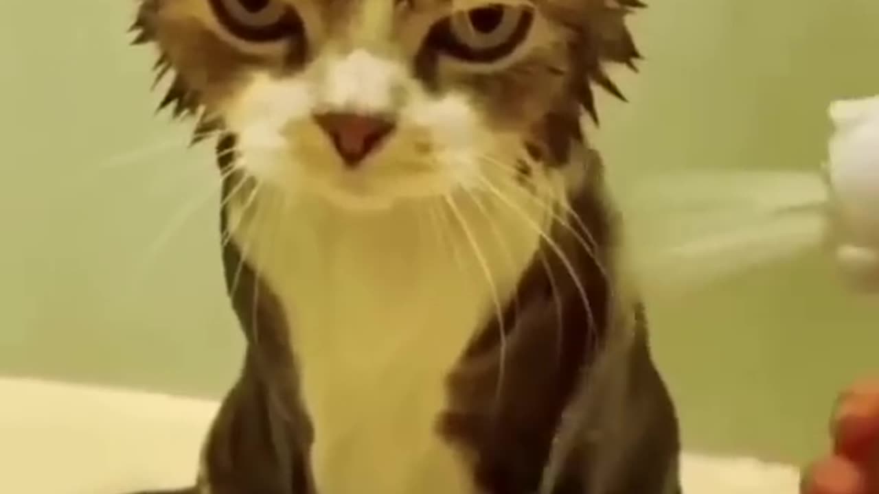 Funny videos of cats 😍😍😂