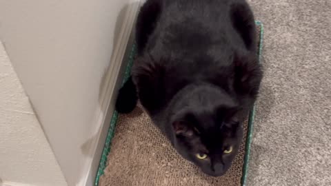 Cute Piper Cat Has a Talent with Her Tail - Adopting a Cat from a Shelter Vlog
