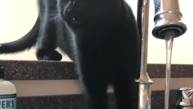 Naughty cat tries to drink by himself