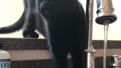 Naughty cat tries to drink by himself