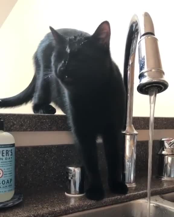 Naughty cat tries to drink by himself