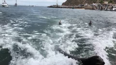 Sea Lion Catches Ride on Boat for Free Snacks