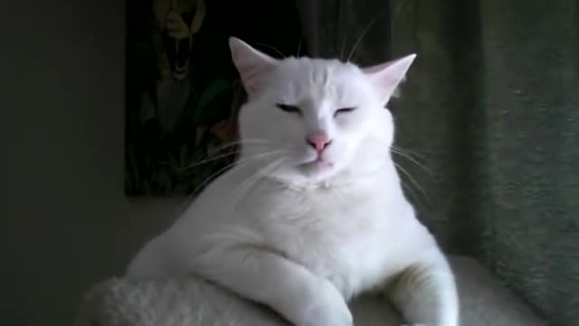 Many white cats are deaf this one is wishing he were.