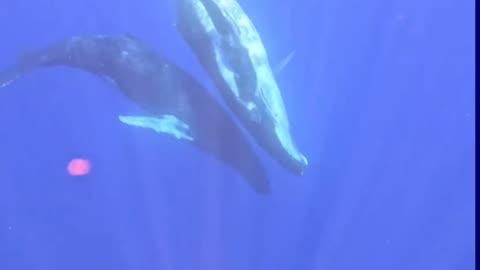 Whales communicating