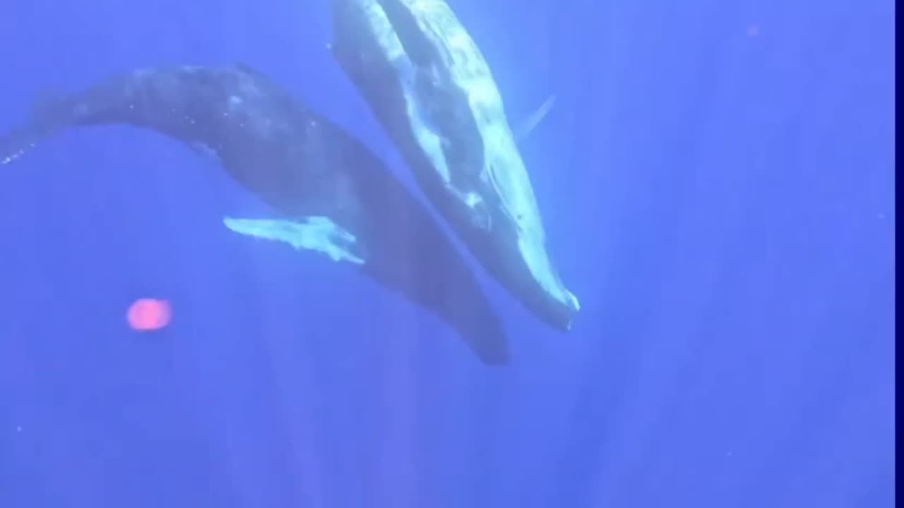 Whales communicating