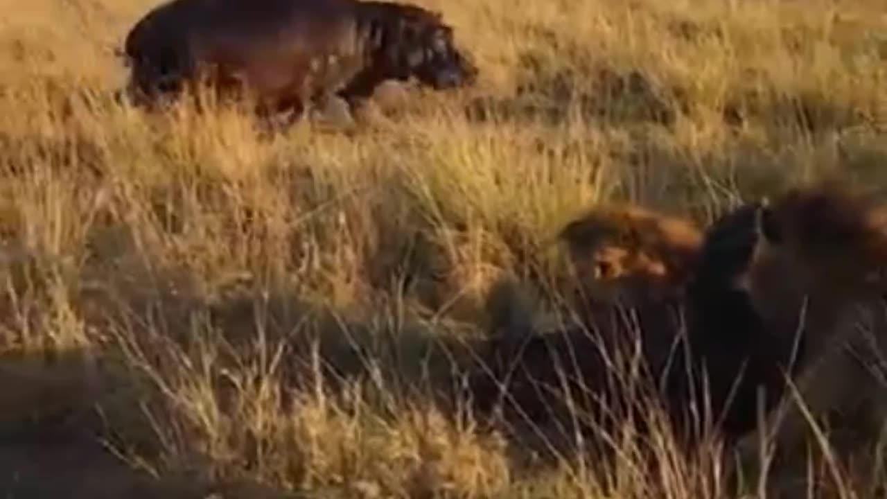 Hippos Save Baby From Lion Attack