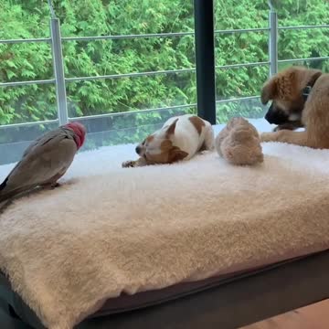 Sneaky Parrot Steals Chihuahua's Treat At The Perfect Moment