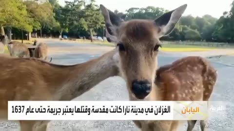 Deer in Japan adore residents