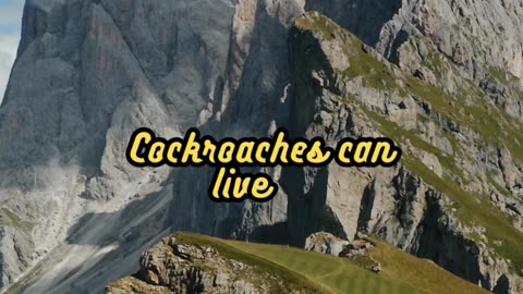 Animal Facts Cockroach Survival #shorts