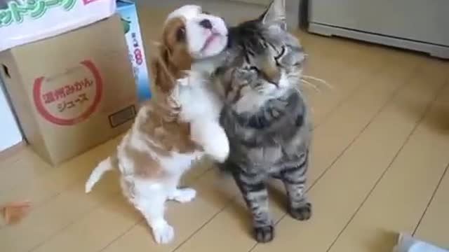 mascota molesta tierna