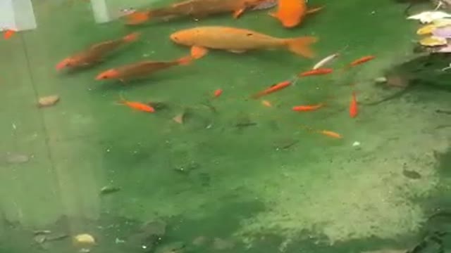 Goldfish boss is leading the troops