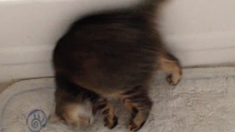 A cat flies from happiness to take a bath