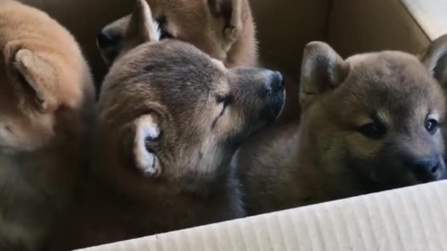 Cute puppy 🐶 fun| 2022