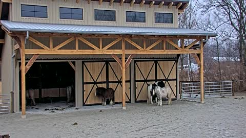 Mini Barn Frame