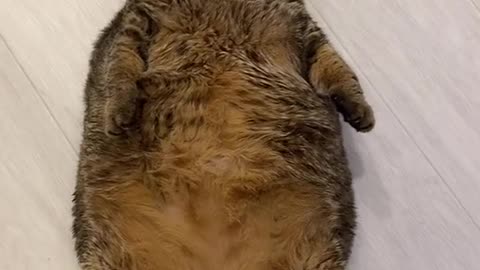 FAT CAT