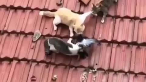 😹_ Best Funny Cute Animals Viral Clips😂_ Funny Animals #shorts