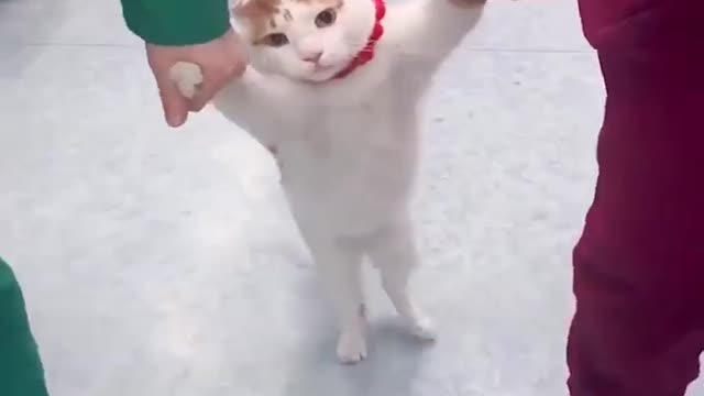 The Ninja Pets Are Back!!!