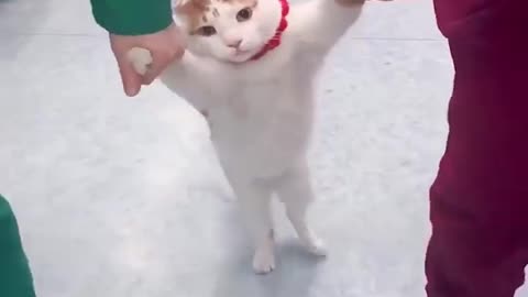 The Ninja Pets Are Back!!!