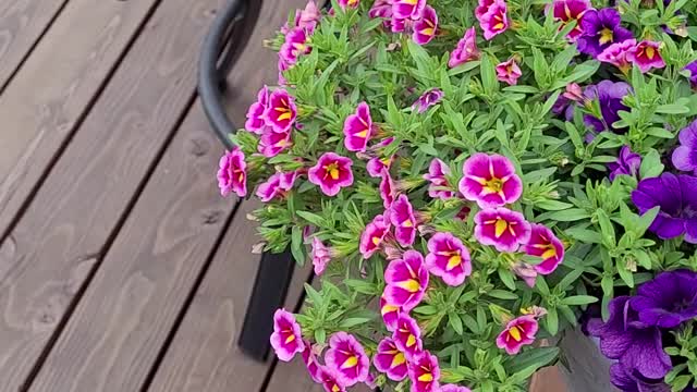 Beautiful little flower faces.