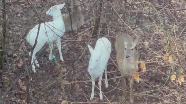 Rare Sighting of Twin Albino Deer