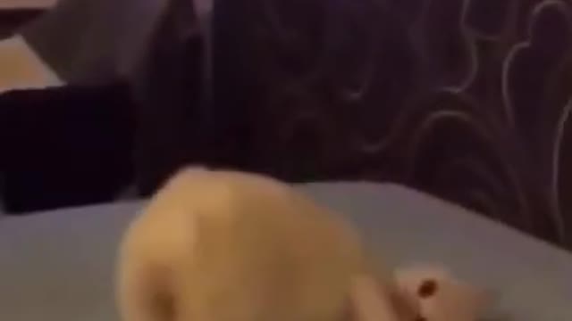 Cute Cat 😸Pets Cats Funny Video 😂😍 #cutecatfunny #kitten #cats #shorts #2022 #cat