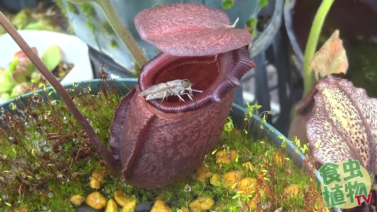 #食虫植物TV #食虫植物系VTuber #ネア Nepenthes rajah eat huge fly. 食虫植物 ウツボカズラ捕虫動画 【食虫植物TV】