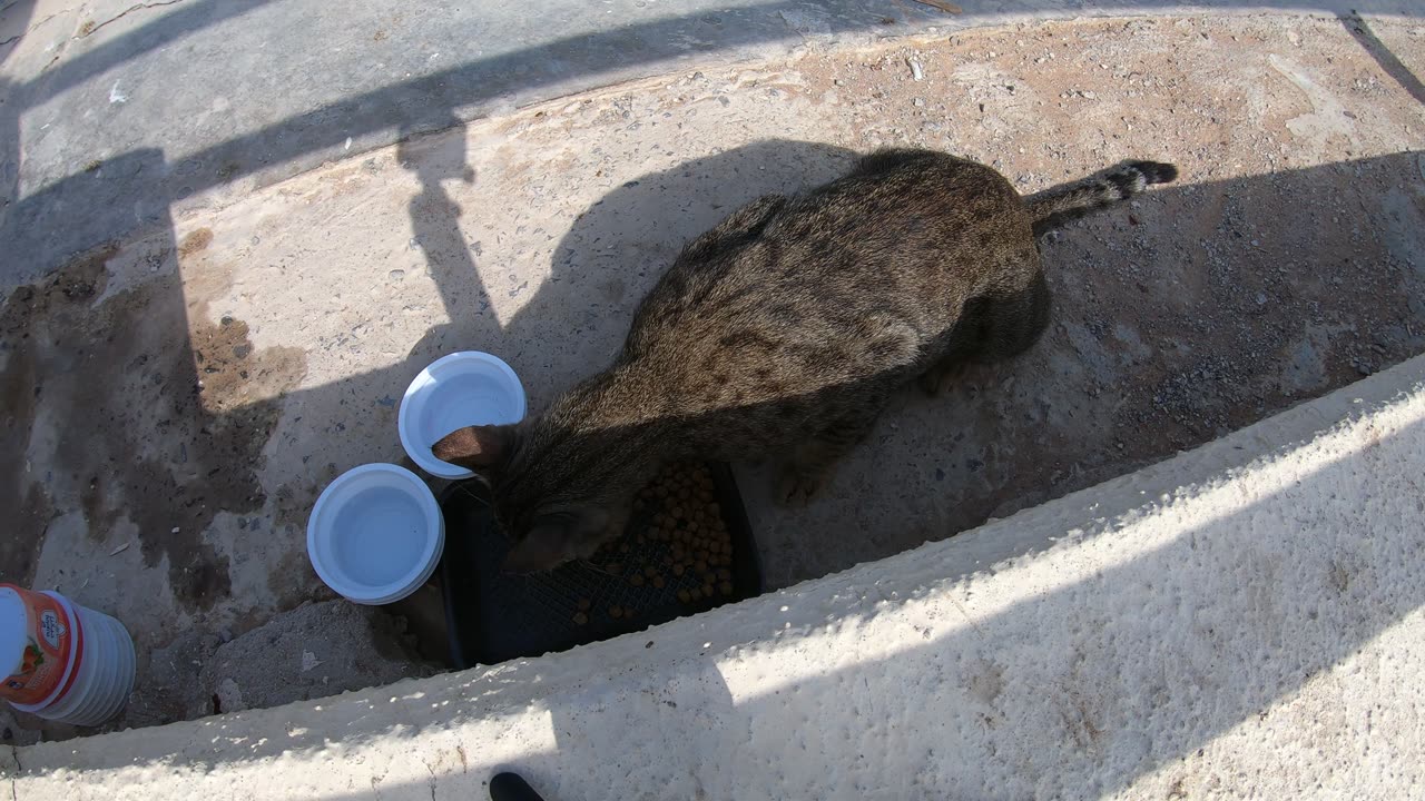 MICHAEL JACKSON - Homeless cat in Ras Al Khaimah, UAE #cat #cats #MichaelJackson #emirates #ae #UAE