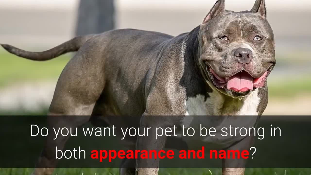 TOP 10 Strongest Dog Names - for Male And Female Dogs!