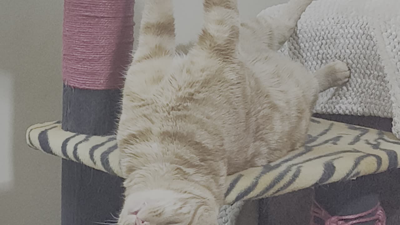 Simba's Unique Meditation Style