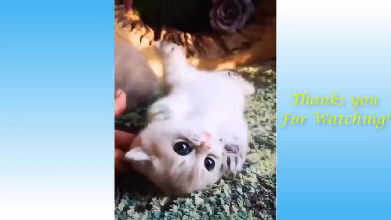 Funny and cute cat 😺 video