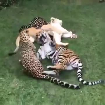 They look so friendly Filmed #Shorts