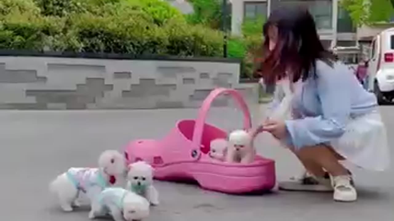 How pomeranina dogs play tiny pomeranina puppies