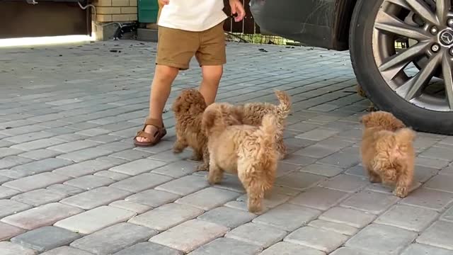 Cream Sable Pomeranian Puppy