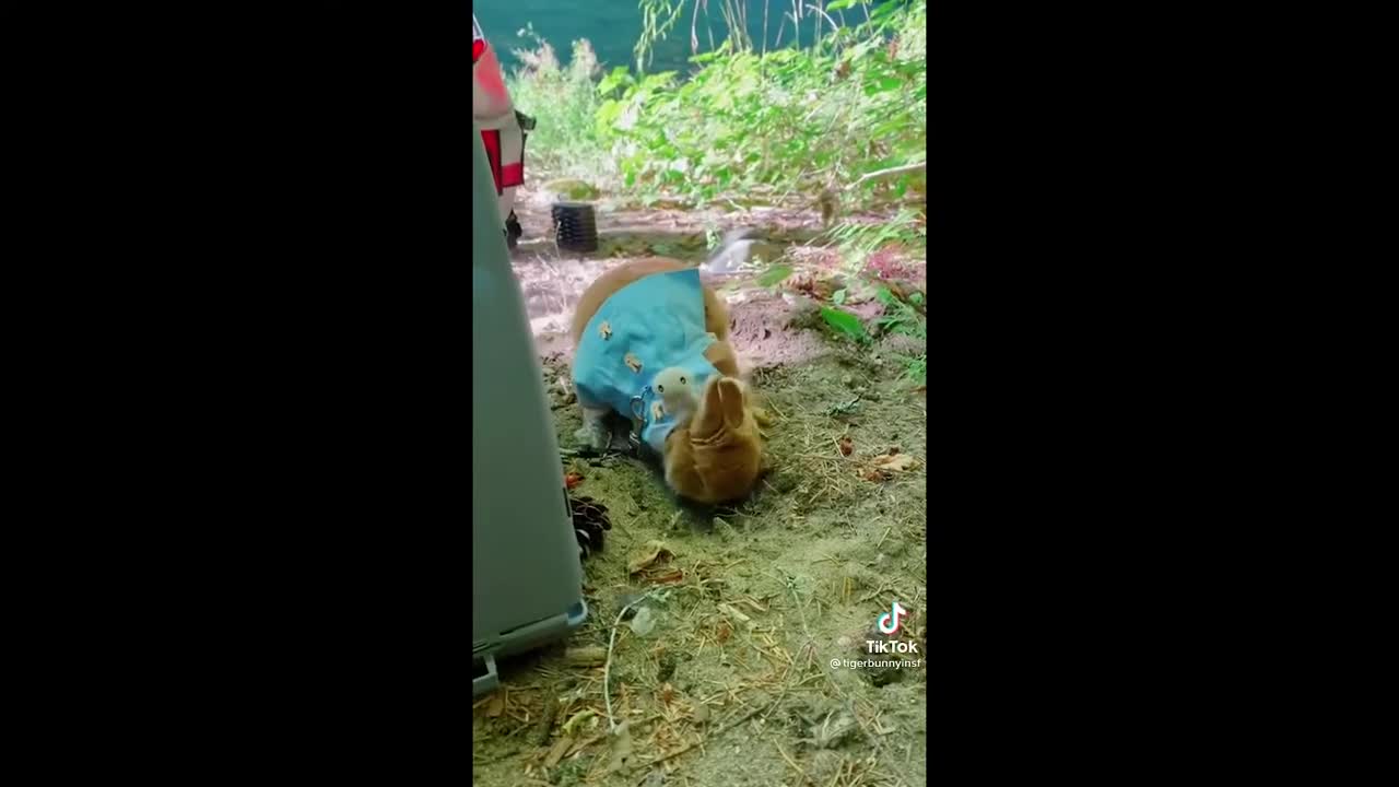 Cute Bunnies That I've Found on Tik Tok - BUNNY COMPILATION p7