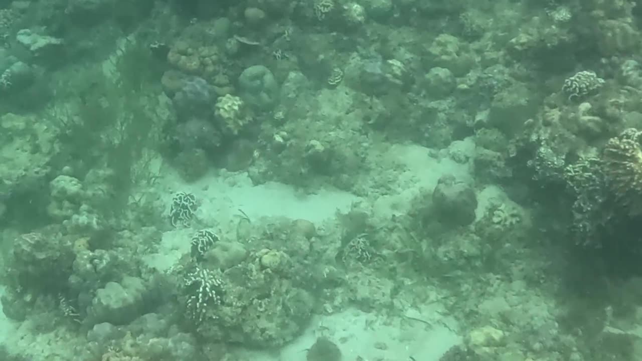 Snorkeling Adventures Philippines. So many new corals growing and amazing tiny blue fish