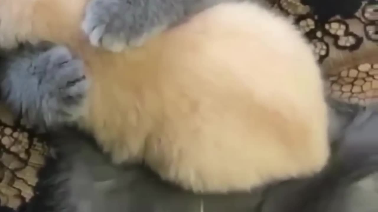 Cute Kitten Hugs Puppy