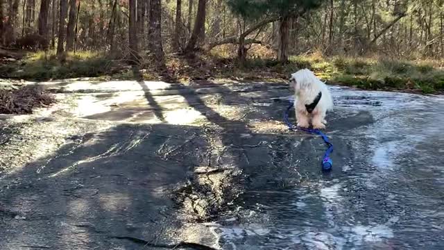 Icy Slope Causes Girl to Slide Into the Lake