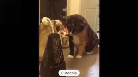 Cute Funny Pets